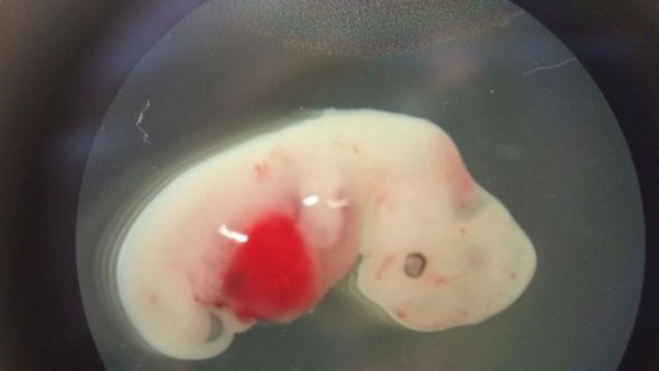 من دون بويضة أو حيوان منوي.. تخليق أجنة في مختبر