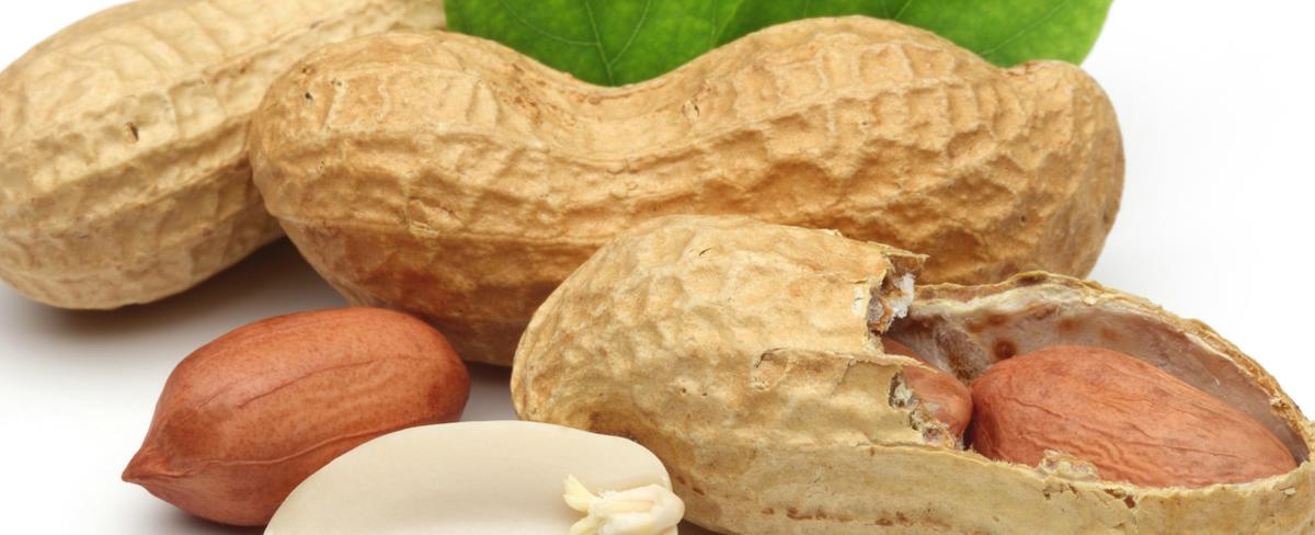 ٦٠ غرامًا من الفول السوداني المحمّص بقشره .. يعزّز الذاكرة ويقوي تدفّق الدم في دماغ المسنّين