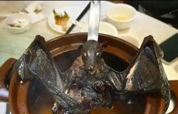 في ال ٢٠٥٠.. أمراض حيوانية المنشأ قد تصبح أكثر فتكًا 