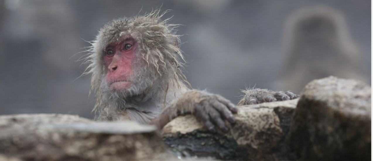 على غرار ولادة النعجة دوللي.. نجاح أول عملية استنساخ لقرد