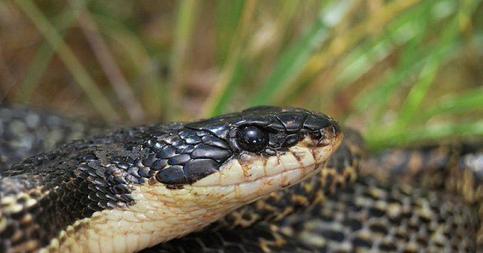 "الثعبان الدرزي": التسمية إسرائيليّة والإنتفاضة جنبلاطية