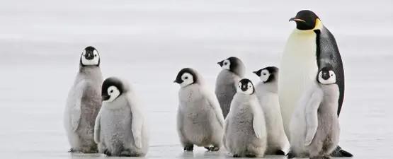 حتى البطاريق لم تسلم.. رسوم ترامب تطال جزيرة غير مأهولة بالسكان