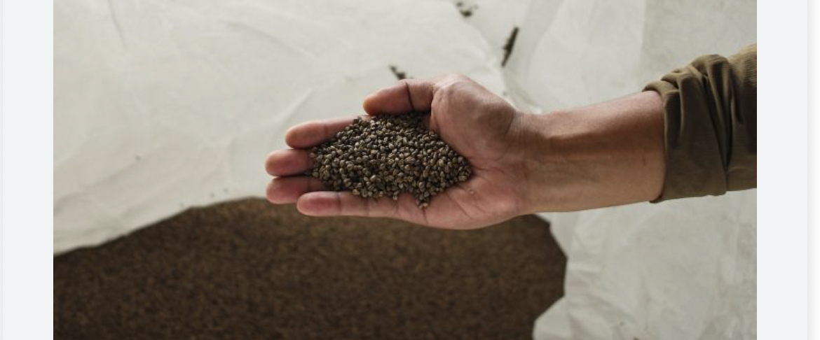 الحنطة السوداء.. مصدر للبروتين وتحمي من السرطان  