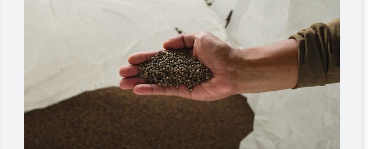 الحنطة السوداء.. مصدر للبروتين وتحمي من السرطان