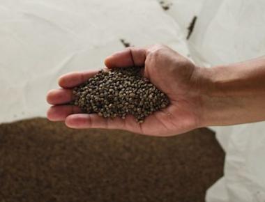 الحنطة السوداء.. مصدر للبروتين وتحمي من السرطان