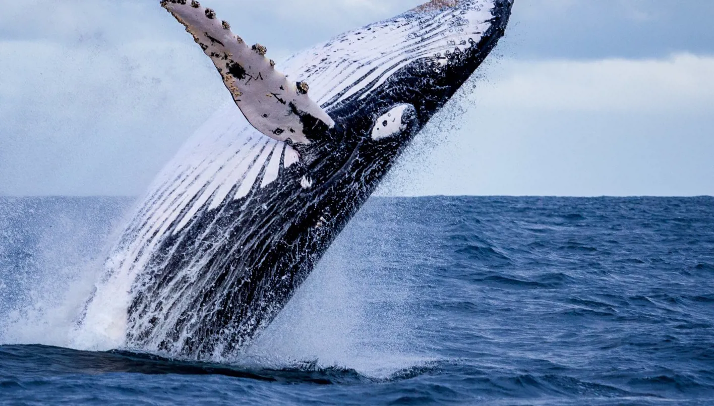 "ظننت أنني أكلت".. فيديو لشاب يلفظه حوت بعد أن ابتلعه لفترة وجيزة