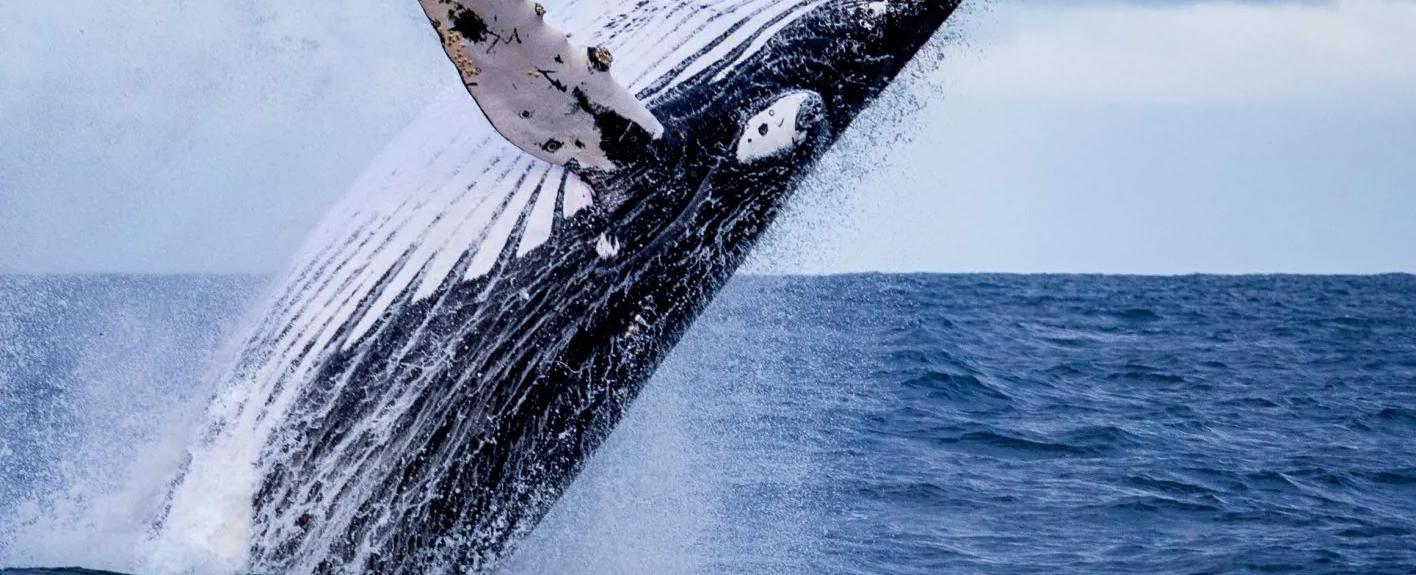 "ظننت أنني أكلت".. فيديو لشاب يلفظه حوت بعد أن ابتلعه لفترة وجيزة