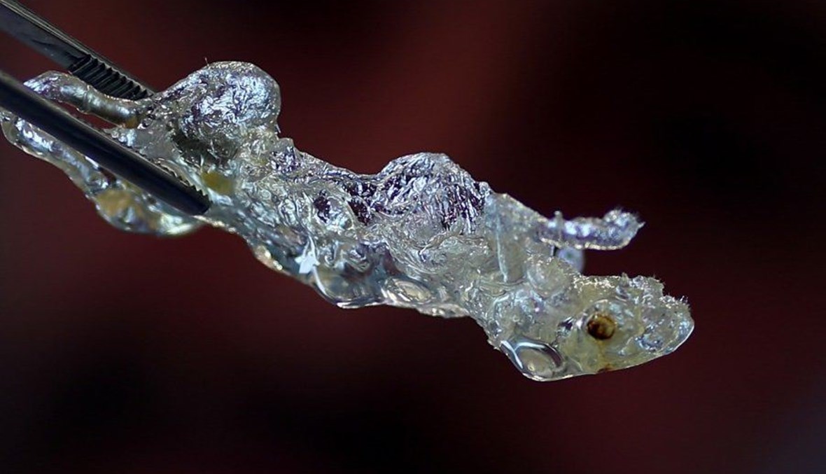 الفأر الشفاف.. كيف يساهم في القضاء على السرطان؟