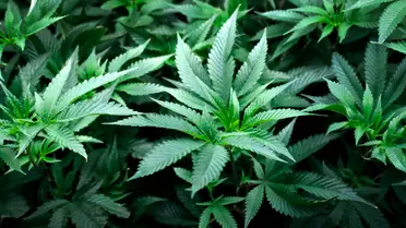 القنب .. الإفراط في تعاطيه يزيد من خطر الفصام لدى الشباب