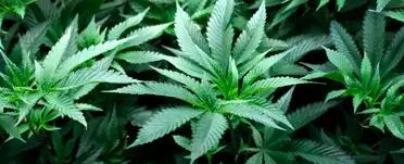 القنب .. الإفراط في تعاطيه يزيد من خطر الفصام لدى الشباب