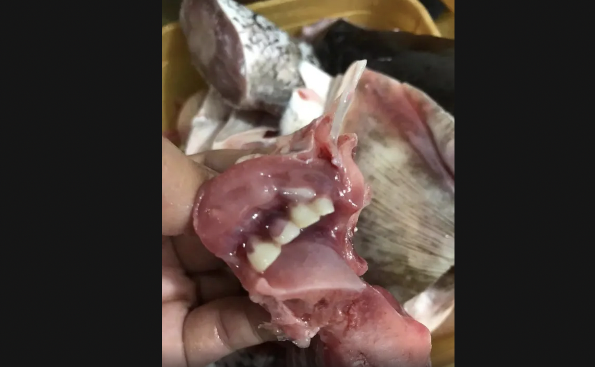 سيّدة تعثر على أسنان بشرية في سمكة الغداء!