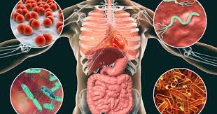 مفتاح صحتك... ميكروبات معدتك