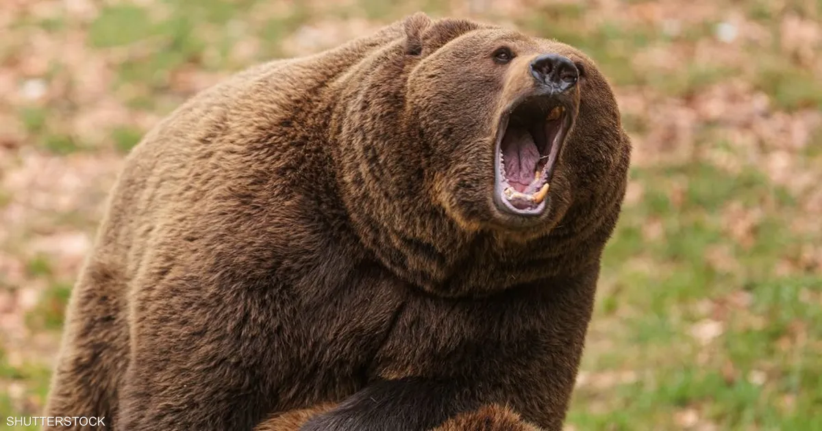 كاميرا توثّق الرعب: دب يقتحم مدينة روسية.. رجل ينجو بأعجوبة ومسنة تلقى حتفها