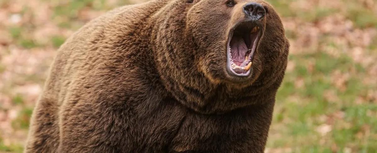 كاميرا توثّق الرعب: دب يقتحم مدينة روسية.. رجل ينجو بأعجوبة ومسنة تلقى حتفها