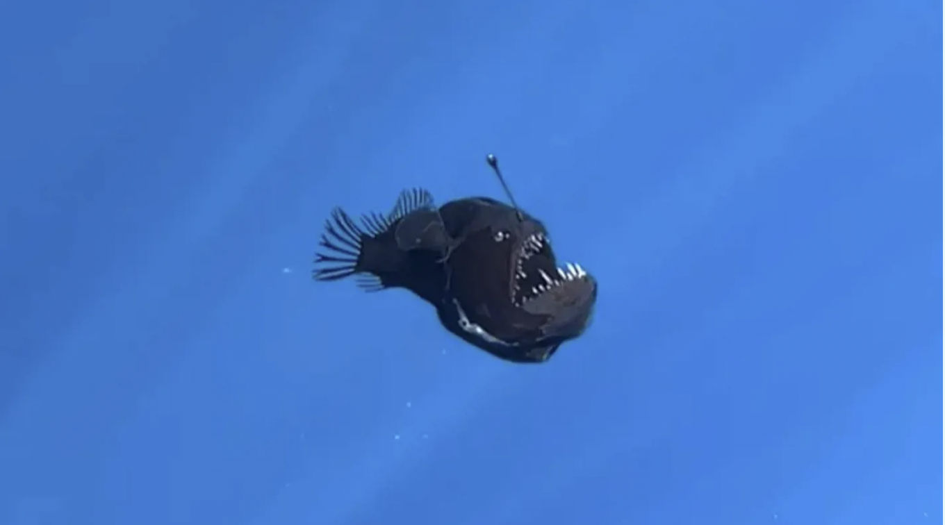 شكلها مرعب وتعيش في أعماق سحيقة.. تعرّف على "سمكة الشيطان الأسود"