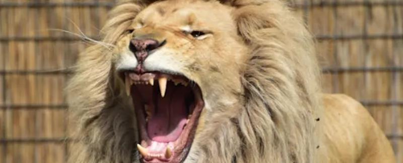 ثلاثة أسود تفترس حارسها في الجزائر