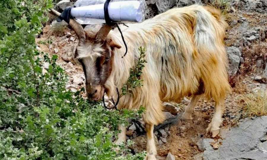 إسرائيل تُرسل "تيسًا" لإنذار رعاة لبنان