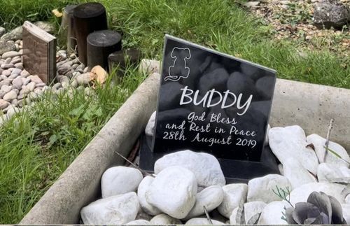 دمعة سياحيّة... هكذا ظهر لي وطني من مقبرة الحيوان الإنكليزيّة!