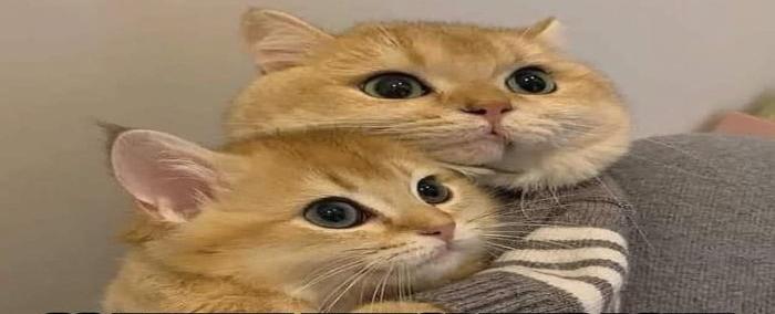 ترامب يستعمل "الشائعات" في مناظرته ضد هاريس: "أكلة القطط" في الواجهة