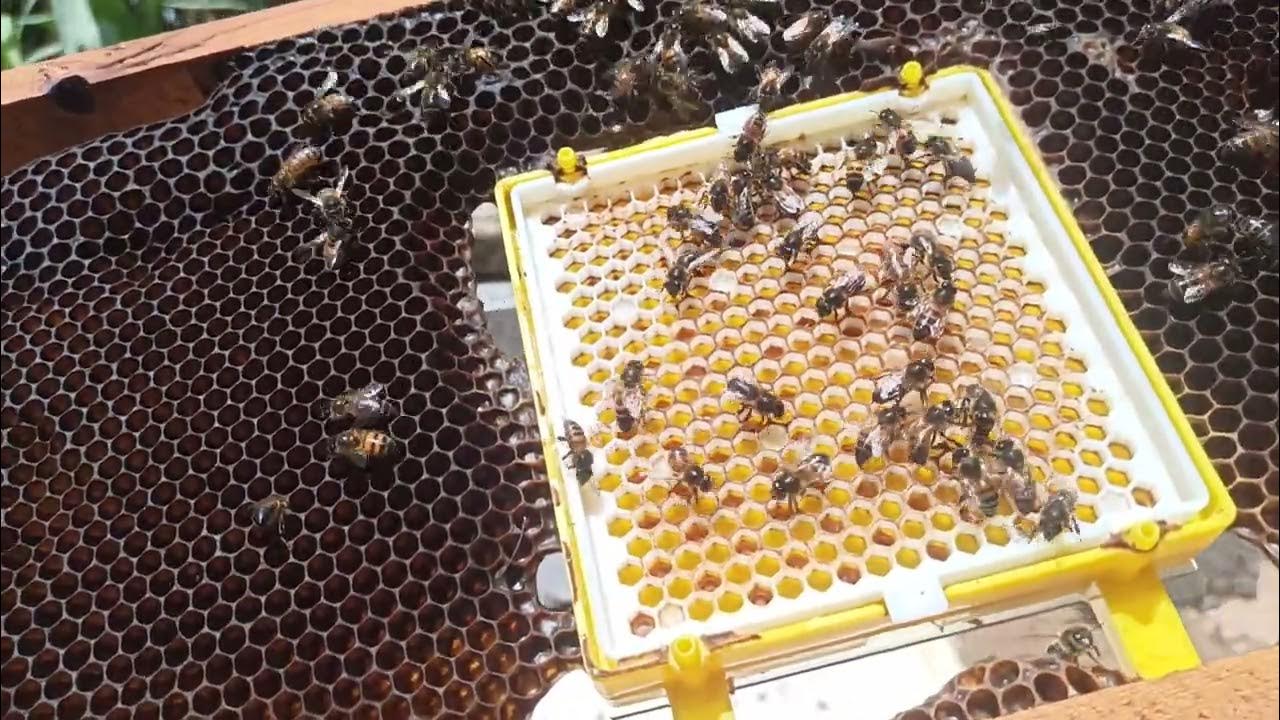 ابتكار صيني.. جهاز بحجم رشة ملح يحوّل النحل إلى... جواسيس