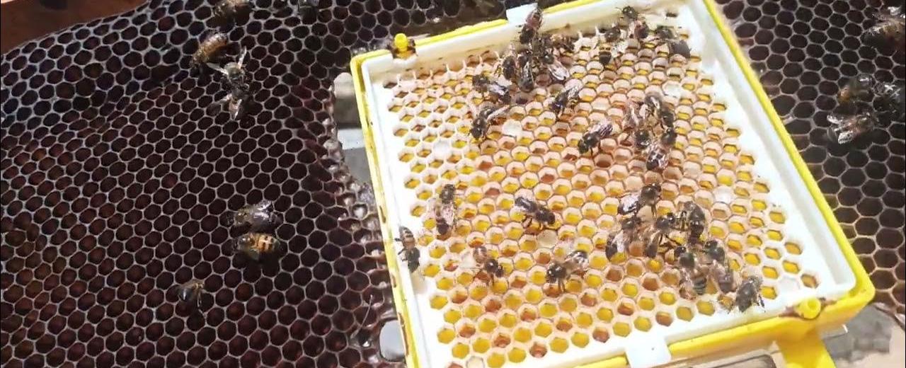 ابتكار صيني.. جهاز بحجم رشة ملح يحوّل النحل إلى... جواسيس