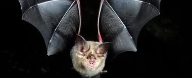 توفيَ... متأثرًا بلدغة خفاش