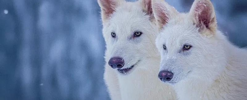 استنساخ ذئاب عملاقة وشرسة "انقرضت منذ آلاف السنين"