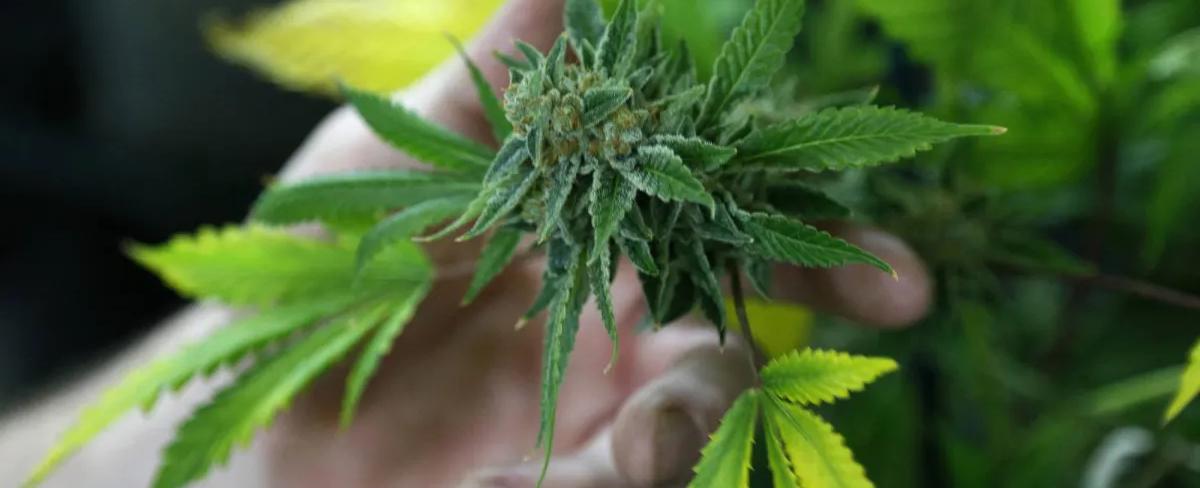 دراسة حديثة تكشف: إدخال حشيشة الكيف في المأكولات يزيد خطر الإصابة بأمراض القلب