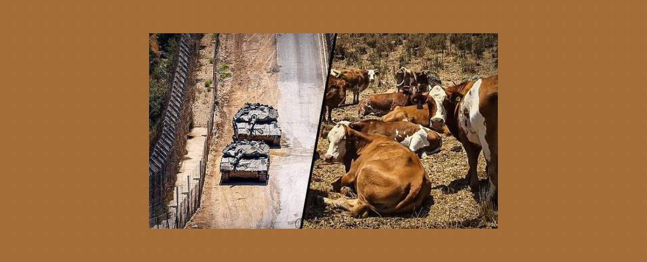 بعد 7 أكتوبر… إسرائيل تستعين بالأبقار لحماية حدود الجولان