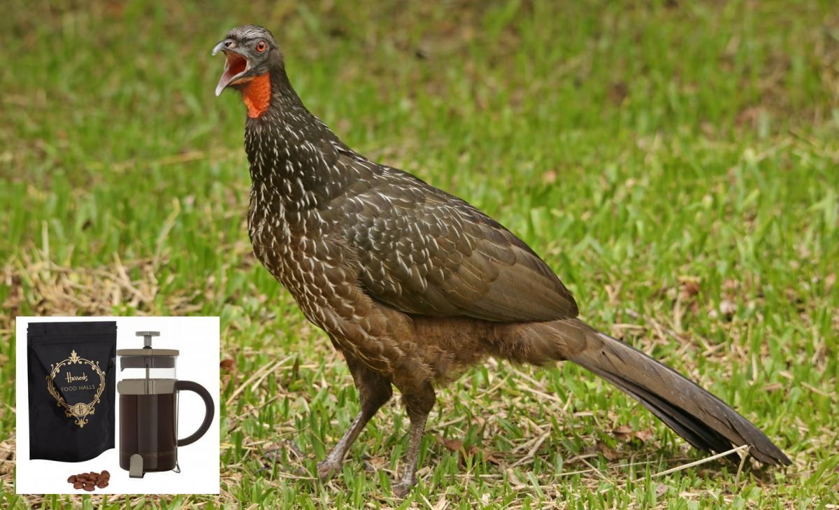 قهوة "جاكو": المستخرجة من براز الطيور.. الأغلى في العالم