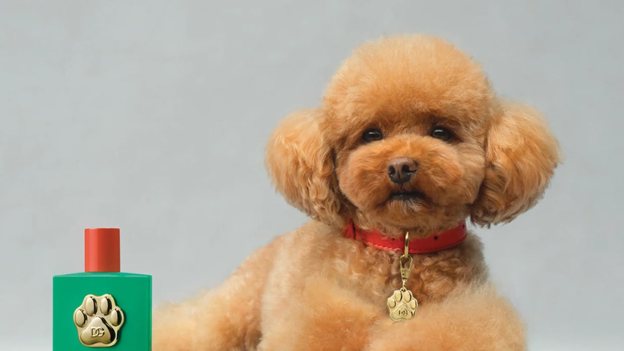 عطر جدد من "دولتشي إند غابانا" للكلاب بـ ١٠٩ دولارات 