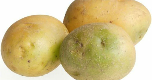 آمنة أم ضارة؟ إليك سبب تحوّل البطاطس إلى اللون الأخضر