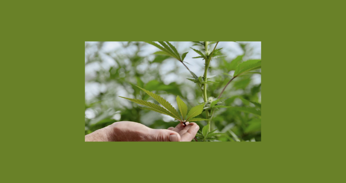 ما هي تأثيرات الحشيشة على الصحة العقلية عموما والخرف خصوصا؟