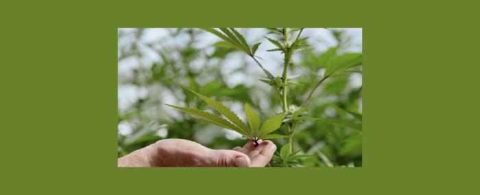 ما هي تأثيرات الحشيشة على الصحة العقلية عموما والخرف خصوصا؟