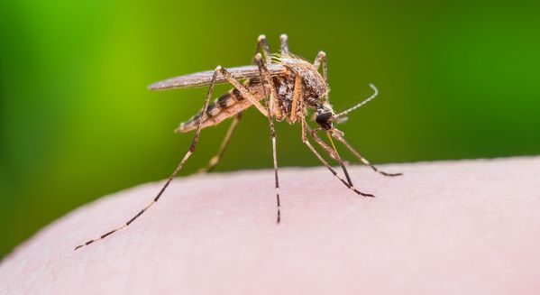 فيروس غرب النيل يفتك بإسرائيل ولا كلام عنه في لبنان