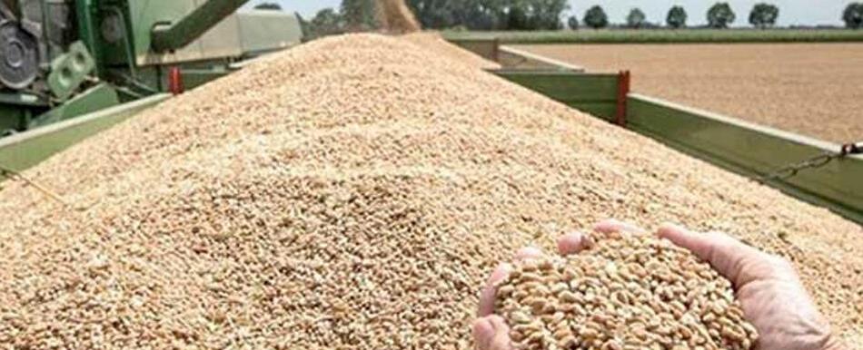 مثل اليوم مع نيوزاليست: قصة "كل قمحة مسوسة إلها كيّال أعور"