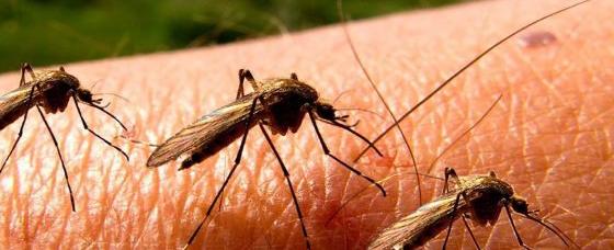 أوروبا تسجّل مستويات غير مسبوقة من الأمراض المنقولة عبر البعوض