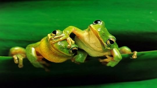 أنثى الضفدع تصطنع الموت لتجنّب تزاوج الذكر بها
