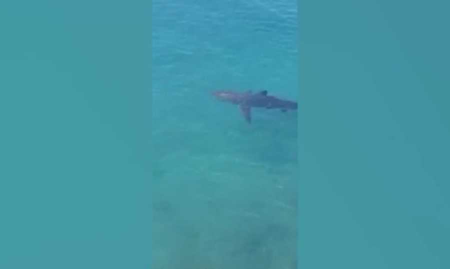 أسماك القرش في لبنان "غير معادية".. إلا إذا!