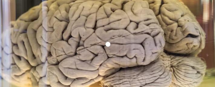 دراسة مثيرة.. هذا ما يحدث للدماغ عندما نقع في الحبّ!