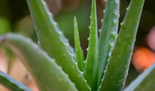 "نبتة الخلود".. ماذا تعرف عن فوائد "الألوفيرا"