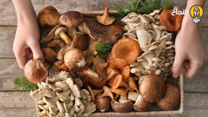 الفطر: فوائد لا تحصى عن طعام الآلهة