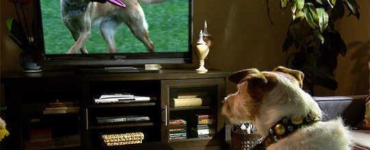 مشاهدة الكلاب للتلفاز.. دراسة تكشف الفوائد والمخاطر