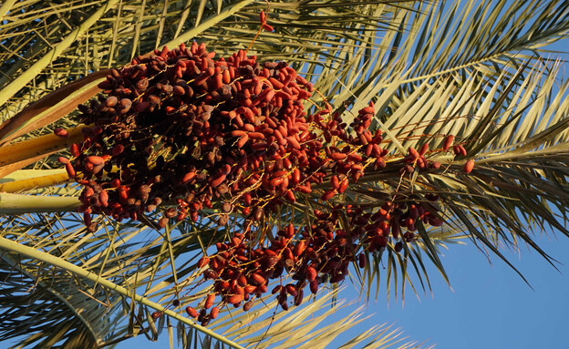 "أزمة تمور" بين الإمارات وإسرائيل..ماذا يحصل؟