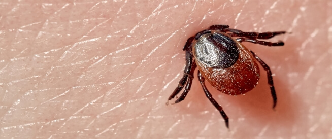 بعد سنوات في الصين.. فيروس ينتشر عن طريق القراد في أوروبا
