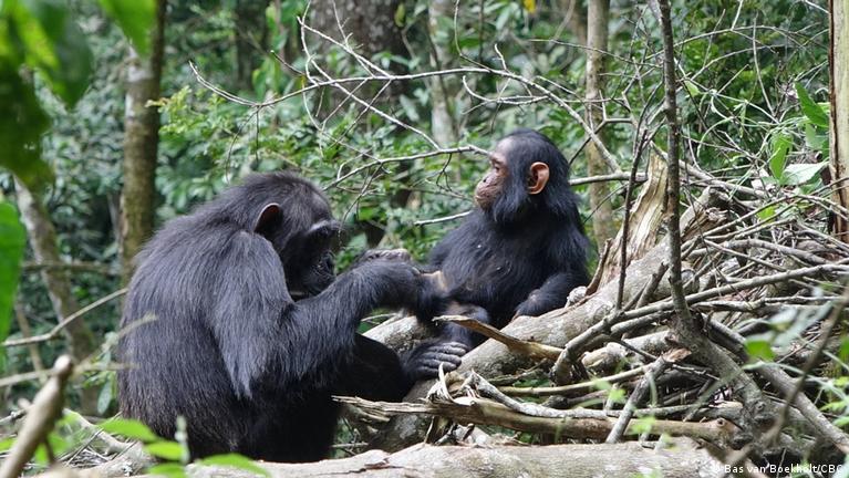 اندلاع "حرب أهلية" دموية بين قردة في غابات أوغندا