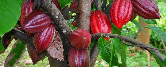 خبر غير سار لعشاق الشوكولاتة.. التغيّر المناخي يهدد زراعة الكاكاو
