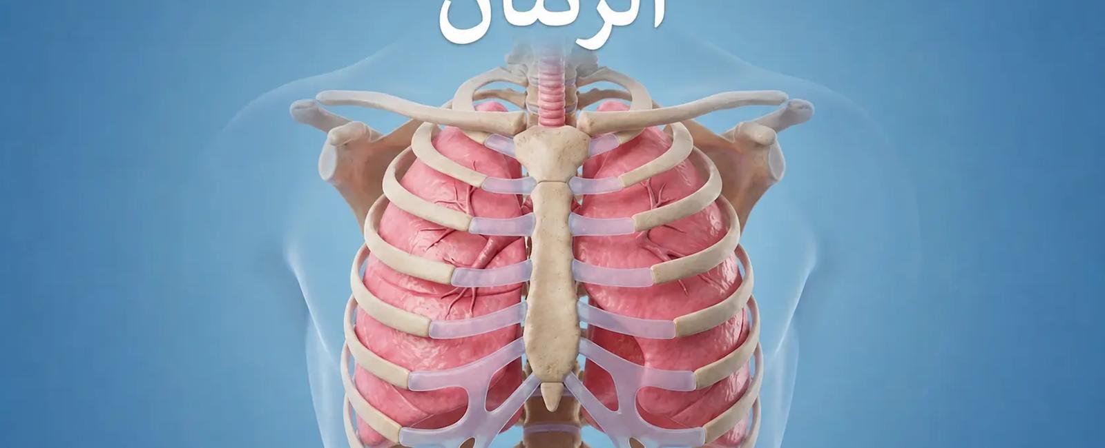الرئتان بوابة التخلص من الدهون.. كيف تحدث العملية؟