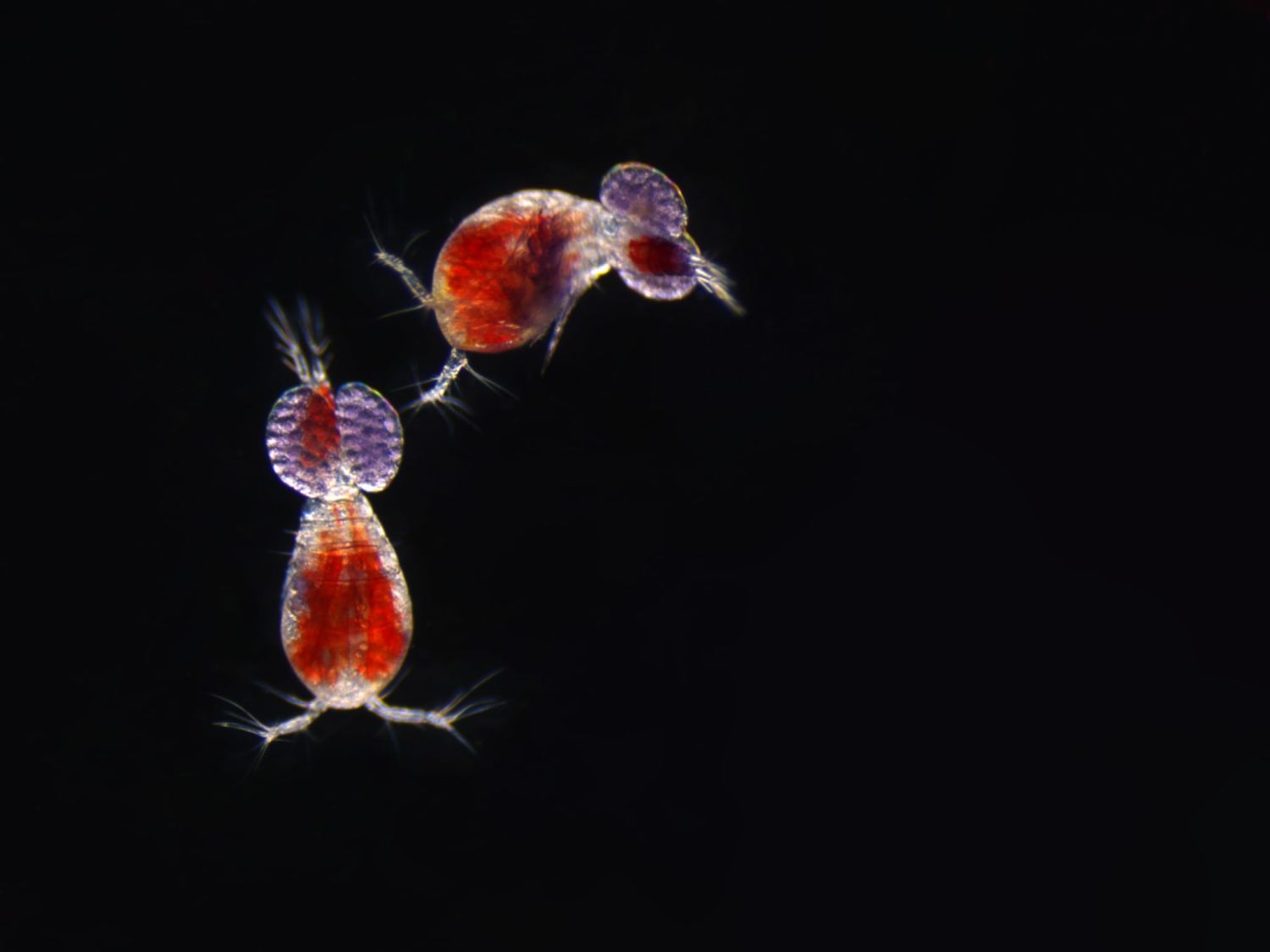 Oncaea copepods