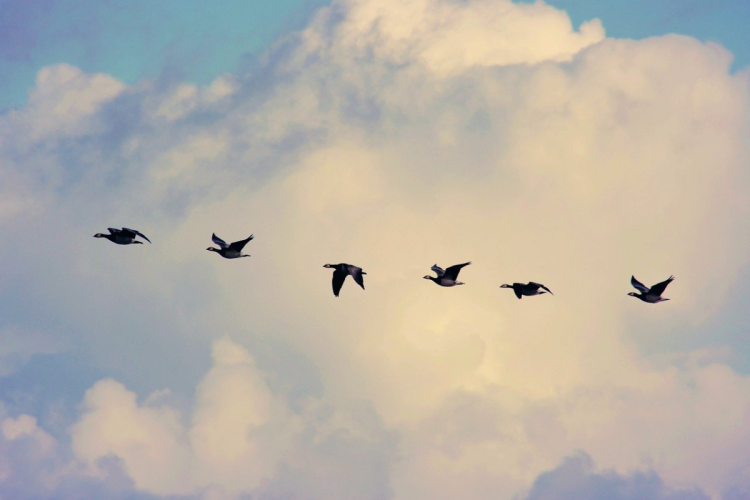 Geese migrating